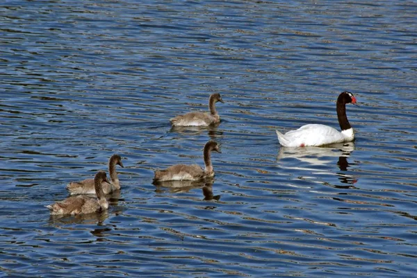 Schöne Aufnahme von Baby-Schwänen, die hinter ihrer Mutter schwimmen — Stockfoto