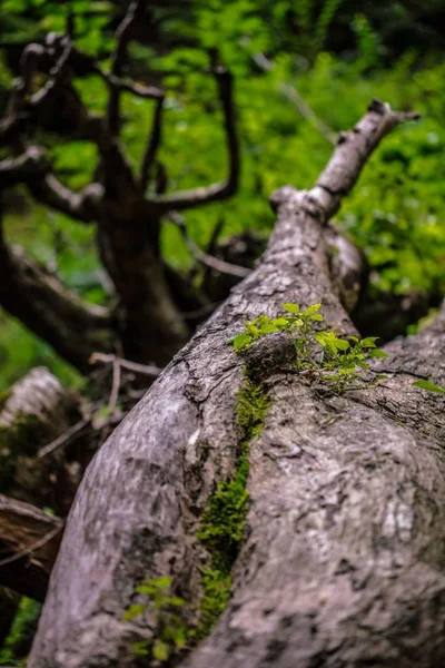 Primo piano verticale sparato di un albero caduto in una foresta con vegetazione sullo sfondo — Foto Stock