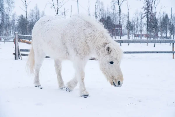 White Horse Walking Snowy Field North Sweden — Stock Photo, Image