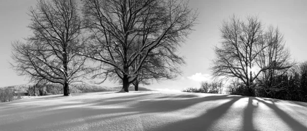 Eine Faszinierende Graustufenaufnahme Eines Parks Der Mit Flauschigem Weißen Schnee — Stockfoto
