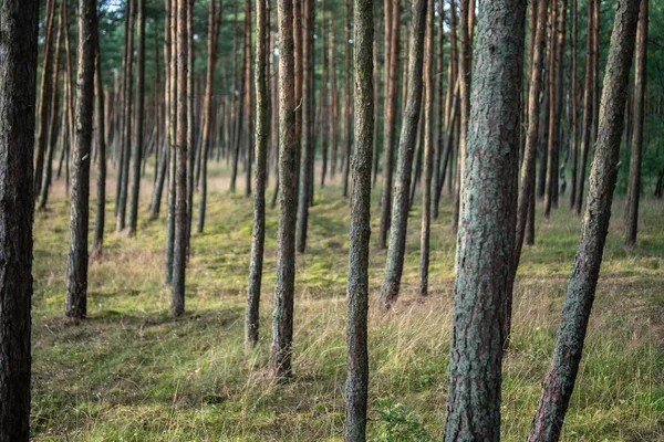 Fűvel borított erdő és fák a napfény alatt homályos háttérrel — Stock Fotó