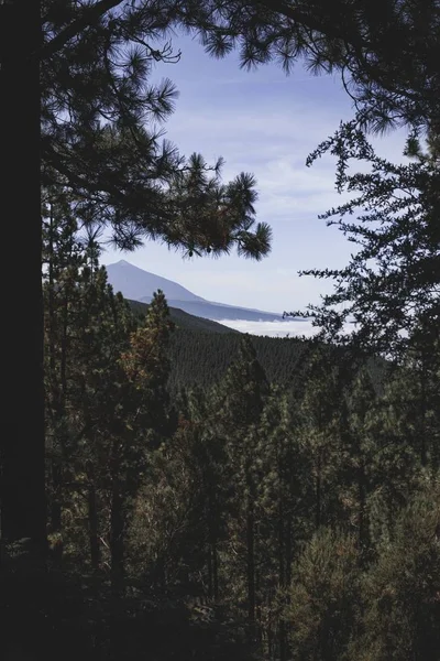Tiro vertical de uma floresta cheia de diferentes tipos de plantas cercadas por um cenário montanhoso — Fotografia de Stock
