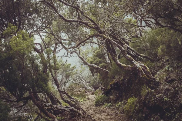 Hisnande Utsikt Över Vackra Träden Runt Stig Som Fångats Madeira — Stockfoto