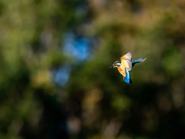 Sebuah Gambar Fokus Selektif Dari Kingfisher Umum Terbang Atas Hutan — Stok Foto