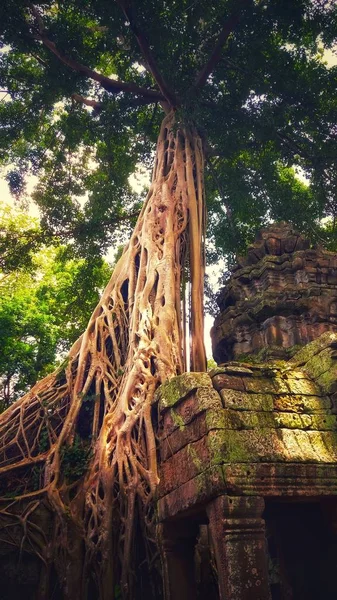 Vertical shot of the historic abandoned Ta Prohm temple in Krong, Cambodia — Stock Photo, Image