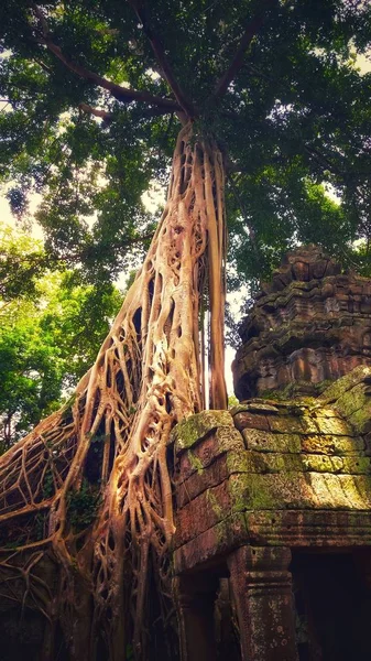 Vertikální záběr na historicky opuštěný chrám Ta Prohm v Kambodži — Stock fotografie