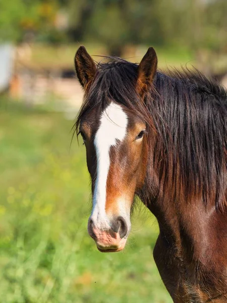 Brown Horse Field Surrounded Greenery Sunlight Blurry Background — 스톡 사진