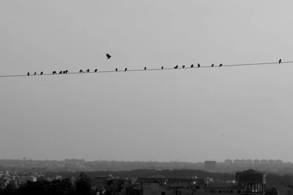 Greyscale πλάνο από τα πουλιά που κάθονται σε μια καλωδιακή γραμμή στην πόλη — Φωτογραφία Αρχείου