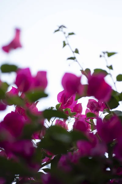 Vertical Shot Pink Flowers Blurred Background Bright Sky — 스톡 사진