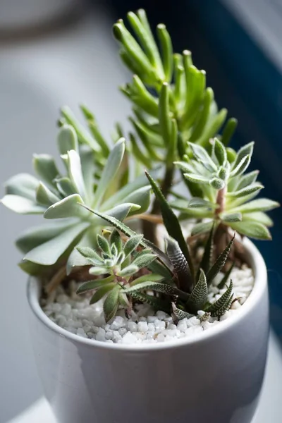 Eine Vertikale Aufnahme Einer Zimmerpflanze Einem Weißen Keramik Blumentopf — Stockfoto