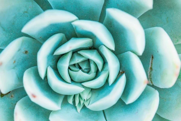 Egy Nagy Látószögű Közelkép Egy Egzotikus Kék Virágról — Stock Fotó