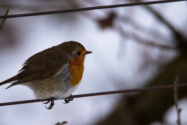 A selective focus shot of a European robin sitting on a metal wire with a blurred background