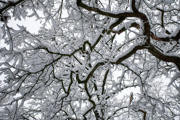 Photographie à angle bas des branches d'un arbre recouvertes de neige en hiver — Photo