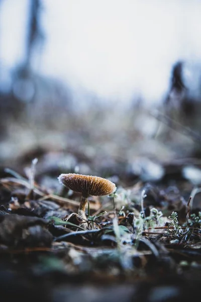 Vertical selective focus shot of a small fungus growing in the soil with a blurred background — 스톡 사진