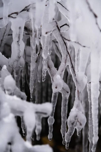 Primo piano verticale di bellissimi ghiaccioli su un albero — Foto Stock