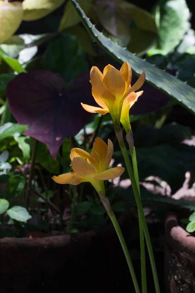 Selektywne ujęcie ostrości pięknych żółtych kwiatów lilii krzaczastej na rozmytym tle — Zdjęcie stockowe