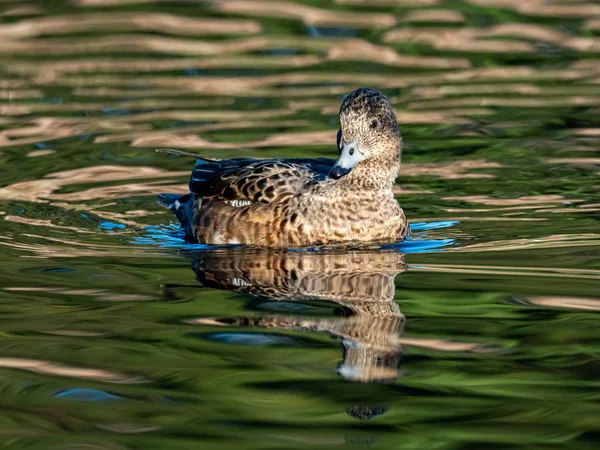 Beau Canard Nageant Dans Lac Forêt Izumi Yamato Japon Capturé — Photo