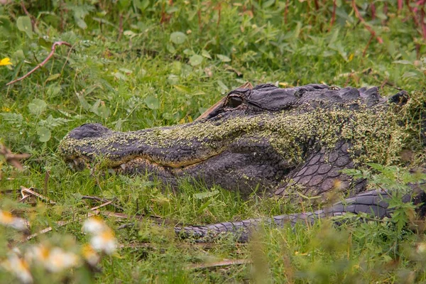 ジャングルの草原地帯にいるアメリカのワニ — ストック写真