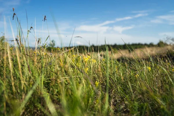 Zbliżenie trawy na polu pod słońcem z rozmytym tłem — Zdjęcie stockowe