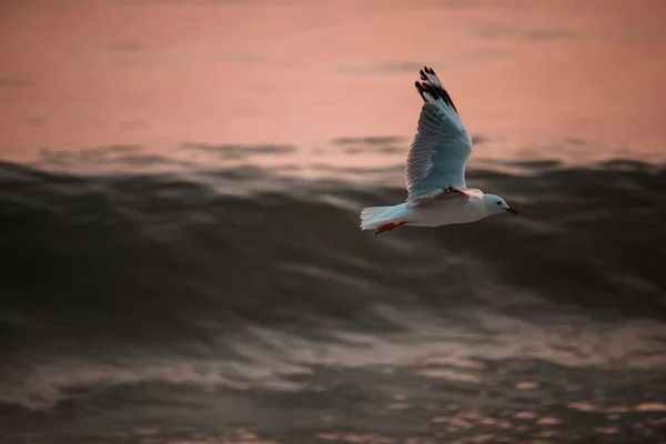 Une Mouette Survolant Les Vagues Mer Coucher Soleil Avec Fond — Photo