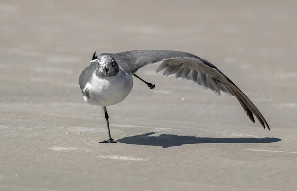 Grey Laughing Gull Long Wing Walking Ground Blurry Background — Stock Photo, Image