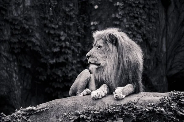 Standing lion vector Stock Photos, Royalty Free Standing lion vector Images | Depositphotos Standing lion vector Stock Photos, Royalty Free Standing lion vector Images | Depositphotos