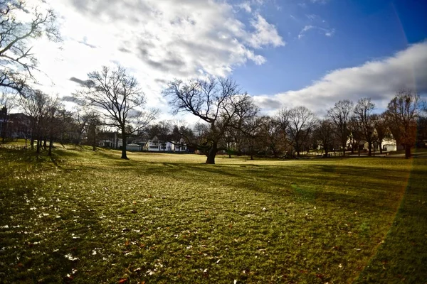 Een Veld Vol Bomen Zonder Bladeren Groen Gras Het Voorjaar — Stockfoto