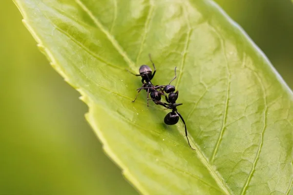 Lasius Niger 일반적 개미로 도알려져 검은머리물떼새의 크기는 마리까지 수있다 — 스톡 사진