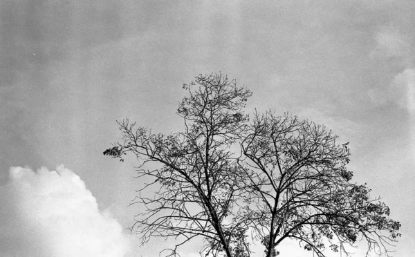 Graustufenaufnahme eines schönen Baumes unter den Wolken am Himmel — Stockfoto