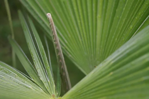 A closeup shot of a saw palmetto plant - good to be used a background