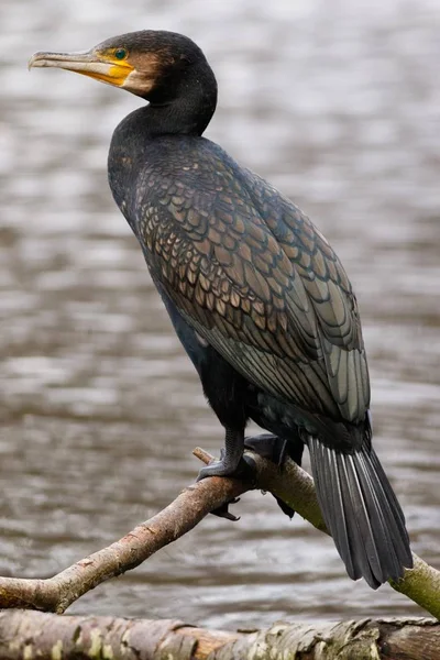 Vertical Shot Double Crested Cormorant Blurred Background — Stock Photo, Image