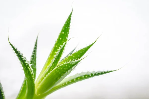 Primer plano de las hojas verdes de una planta de aloe con un fondo blanco — Foto de Stock