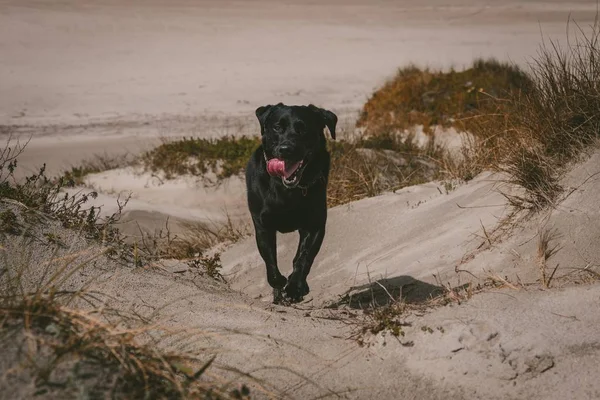 Egy Szelektív Fókuszfelvétel Egy Boldog Kutyáról Aki Parton Sétál Kinyújtott — Stock Fotó