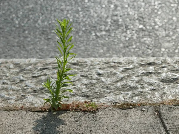 Croissance des pousses et réflexion dans le sol — Photo