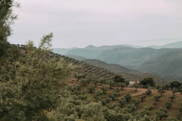 Eine Grüne Landschaft Mit Vielen Grünen Bäumen Und Bergen Unter — Stockfoto