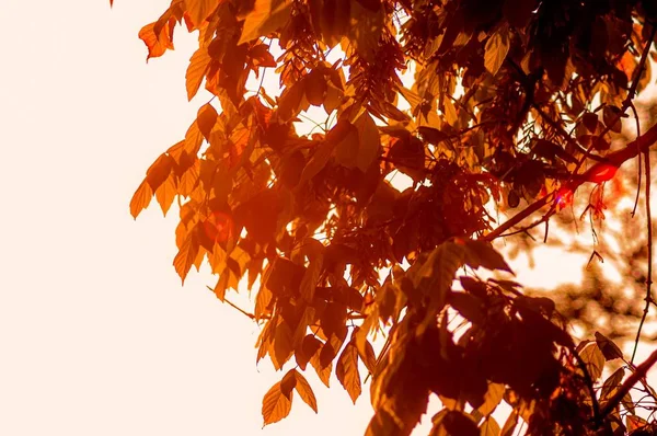 Albero Con Foglie Gialle Con Uno Sfondo Bianco Brillante — Foto Stock