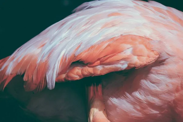 Närbild Flamingo Med Vackra Fjädrar — Stockfoto