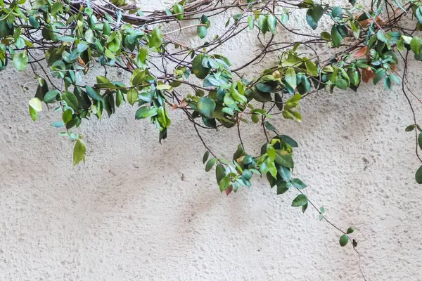 Гілка з зеленим листям з білою стіною на фоні — стокове фото