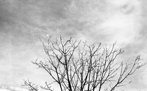 Matala kulma harmaa mittakaavassa laukaus kuivattu puu pilvinen taivas — kuvapankkivalokuva