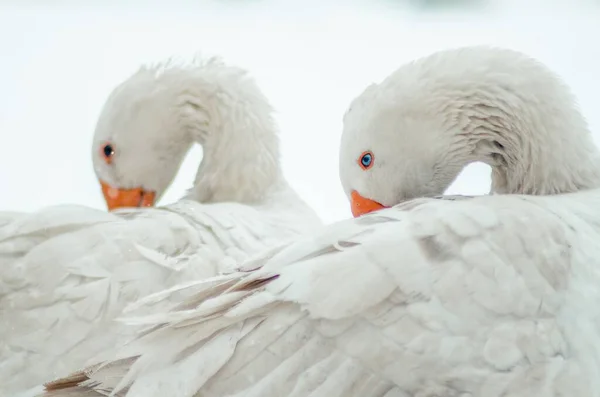 Gros plan des deux mignonnes oies blanches au cou tordu — Photo