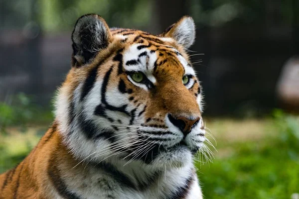 Nahaufnahme Eines Sibirischen Tigers Einem Dschungel Mit Verschwommenem Hintergrund — Stockfoto