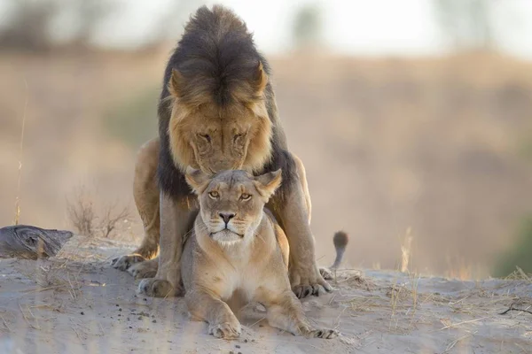 砂漠の真ん中の丘の上にライオンと美しい雌ライオンがいます — ストック写真