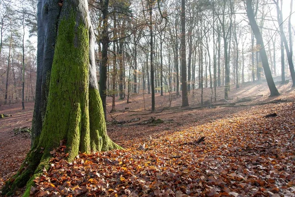 Décor Une Forêt Automne Avec Arbre Couvert Mousse Des Feuilles — Photo