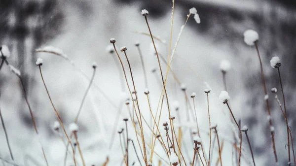 Closeup Shot Dry Grass Covered Snow Blurred Background — 스톡 사진