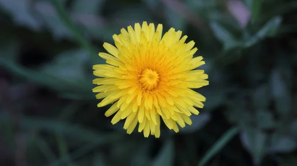 Taraxacum Officinale Обыкновенный Одуванчик Является Флоксовым Травянистым Растением Семейства Asteraceae — стоковое фото