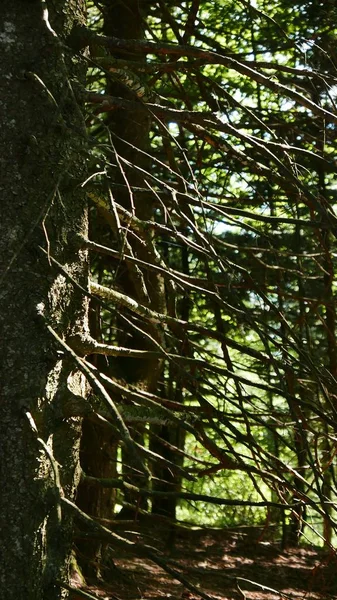 Colpo Verticale Una Foresta Piena Diversi Tipi Piante — Foto Stock