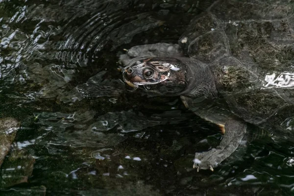 Een Gewone Schildpad Een Meer Omringd Door Rotsen Bladeren Onder — Stockfoto