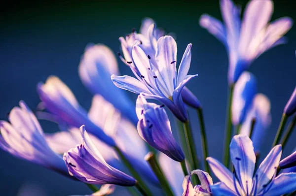 Primer Plano Flores Agapanto Sobre Fondo Borroso — Foto de Stock