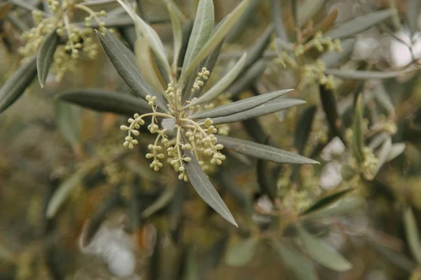 背景模糊的绿色植物的特写照片 — 图库照片