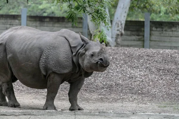 Rinoceronte Indiano Caminhando Campo Cercado Por Vegetação Zoológico — Fotografia de Stock